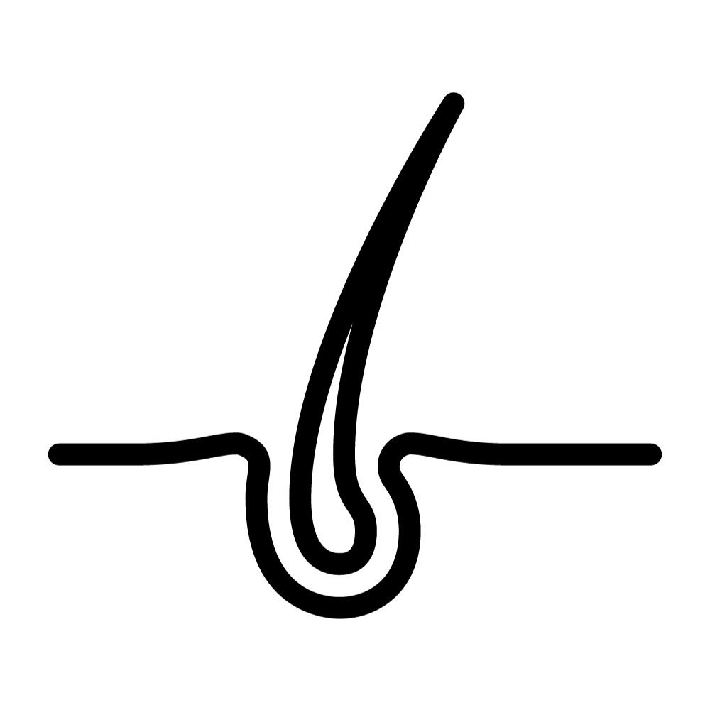 A clip art of a hair folicle